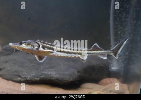 Diamond Sturgeon - Acipenser Guldenstaedti Stock Photo