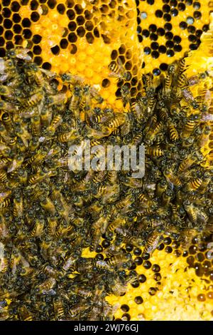 photo of a honey wasp nest ready to be harvested Stock Photo