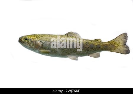 white back drop of a rainbow trout Stock Photo