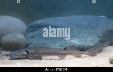 Siberian Sturgeon - Acipenser Baerii Stock Photo