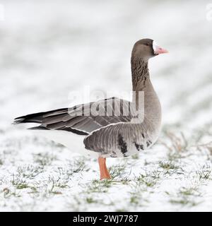 Greater White-fronted Goose ( Anser albifrons ), arctic winter guest, on snow covered farmland, watching attentively, wildlife, Europe. Stock Photo