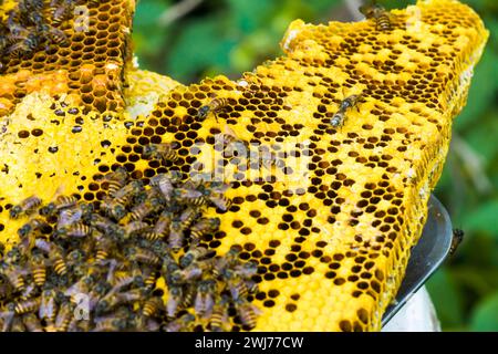 photo of a honey wasp nest ready to be harvested Stock Photo