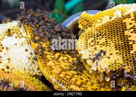 photo of a honey wasp nest ready to be harvested Stock Photo