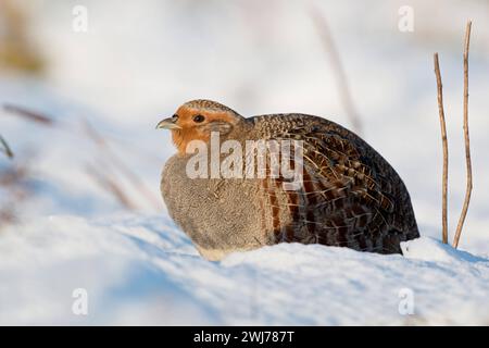 Rebhuhn  Perdix perdix  sitzt aufgeplustert im frisch gefallenen Schnee in der Sonne, genießt die wärmenden Sonnenstrahlen, an einem sonnigen Wintermorgen, heimische Tierwelt, seltene Beobachtung wildlife Europa. Grey Partridge  Perdix perdix , adult, sitting in fresh fallen snow, on a sunny winter morning, wildlife, Europe. Nordrhein-Westfalen Deutschland, Westeuropa Stock Photo