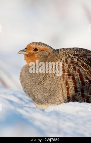 Rebhuhn  Perdix perdix  sitzt aufgeplustert im frisch gefallenen Schnee in der Sonne, genießt die wärmenden Sonnenstrahlen, an einem sonnigen Wintermorgen, heimische Tierwelt, seltene Beobachtung wildlife Europa. Grey Partridge  Perdix perdix , adult, sitting in fresh fallen snow, on a sunny winter morning, wildlife, Europe. Nordrhein-Westfalen Deutschland, Westeuropa Stock Photo