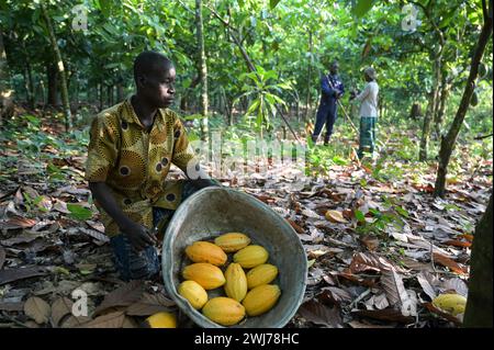 GHANA, Suhum, smallholder organic cocoa farm, cocoa harvest, harvested cocoa pods / GHANA, Suhum, Kleinbauern bei bio Kakao Ernte, geerntete Kakaofrüchte Stock Photo