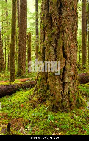 Ancient forest along Little North Fork Santiam River Trail, Opal Creek Scenic Recreation Area, Willamette National Forest, Oregon Stock Photo