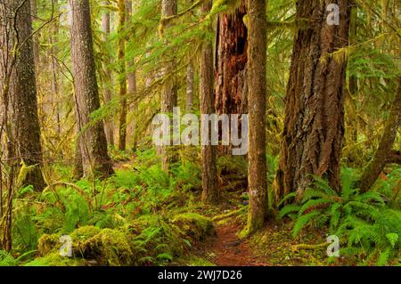 Ancient forest along Little North Fork Santiam River Trail, Opal Creek Scenic Recreation Area, Willamette National Forest, Oregon Stock Photo