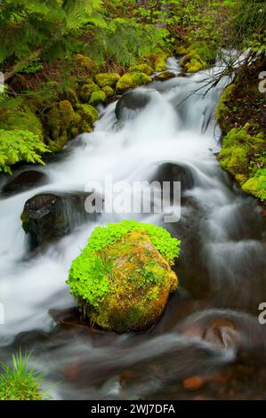 Icecap Spring creek, McKenzie Wild and Scenic River, McKenzie Pass-Santiam Pass National Scenic Byway, Willamette National Forest, Oregon Stock Photo