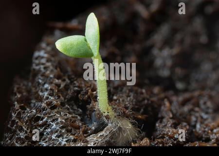 Little sprouts of basil emerging after five days of growth. Stock Photo