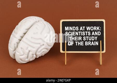 On a brown background, a model of the brain and a sign with the inscription - Minds at work Scientists and their study of the brain. Science and healt Stock Photo