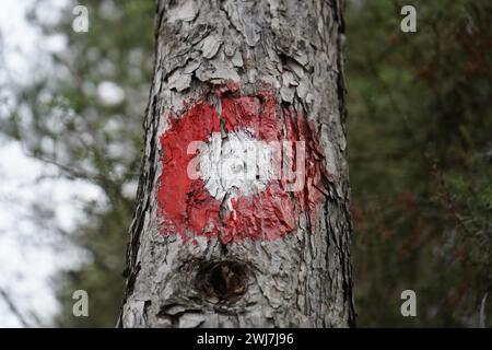 Sign, Hiking sign, Red dot hiking sign on a tree. Red circle with a white dot. Direction sign of hiking trail. Stock Photo