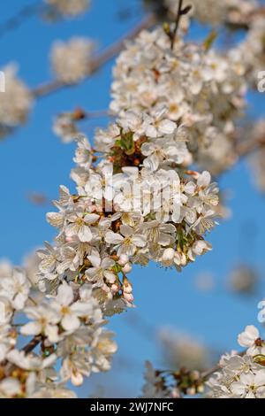Flowering cherry tree, Prunus avium, in spring Stock Photo