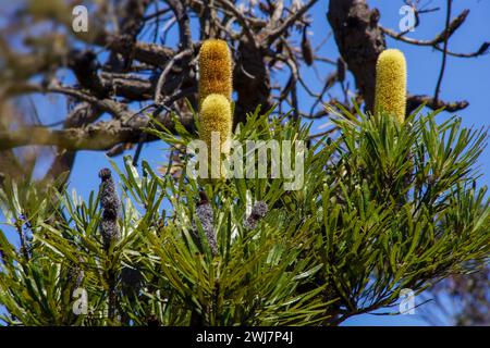 Flowering Candlestick Banksia (Banksia attenuata) in natural habitat, Western Australia Stock Photo