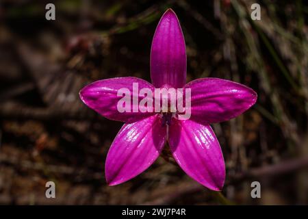 Flower of the pink enamel orchid (Elythranthera emarginata), Western Australia Stock Photo