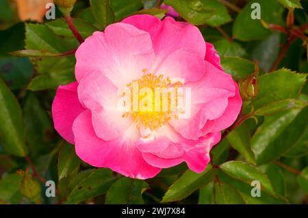 Rose, Heirloom Roses, St Paul, Oregon Stock Photo