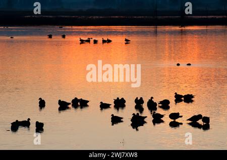 Canada geese (Branta canadensis) at Cackler Marsh at sunrise, Baskett Slough National Wildlife Refuge, Oregon Stock Photo