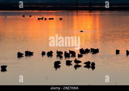 Canada geese (Branta canadensis) at Cackler Marsh at sunrise, Baskett Slough National Wildlife Refuge, Oregon Stock Photo