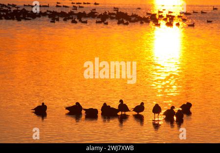 Canada geese (Branta canadensis) at Cackler Marsh at sunrise, Baskett Slough National Wildlife Refuge, Oregon Stock Photo