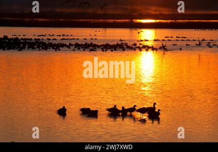 Canada geese (Branta canadensis) at Cackler Marsh at sunrise, Baskett Slough National Wildlife Refuge, Oregon Stock Photo