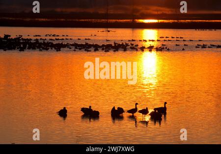 Canada geese (Branta canadensis) at Cackler Marsh at sunrise, Baskett Slough National Wildlife Refuge, Oregon Stock Photo