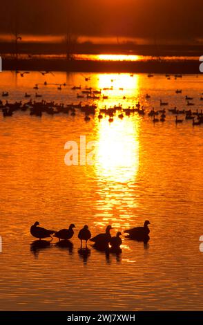 Canada geese (Branta canadensis) at Cackler Marsh at sunrise, Baskett Slough National Wildlife Refuge, Oregon Stock Photo