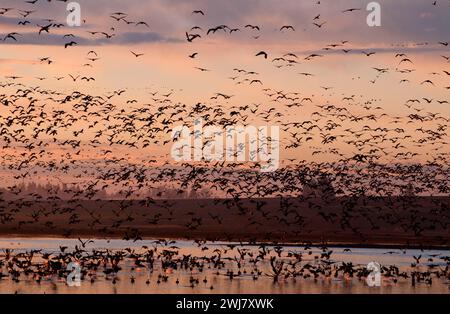 Canada geese (Branta canadensis) in flight at Cackler Marsh, Baskett Slough National Wildlife Refuge, Oregon Stock Photo