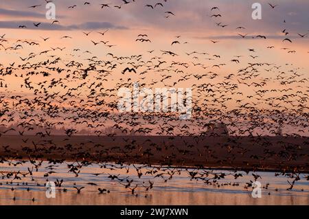 Canada geese (Branta canadensis) in flight at Cackler Marsh, Baskett Slough National Wildlife Refuge, Oregon Stock Photo