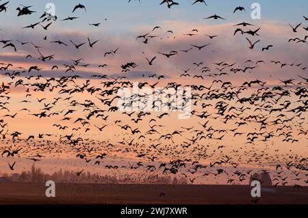 Canada geese (Branta canadensis) in flight at Cackler Marsh, Baskett Slough National Wildlife Refuge, Oregon Stock Photo