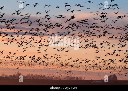 Canada geese (Branta canadensis) in flight at Cackler Marsh, Baskett Slough National Wildlife Refuge, Oregon Stock Photo