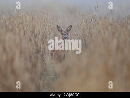 European roe deer (Capreolus capreolus), doe standing in a cornfield, wildlife, Thuringia, Germany Stock Photo