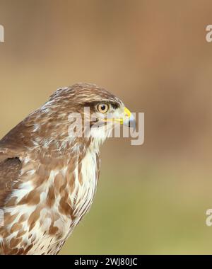 Steppe buzzard (Buteo buteo) animal portrait, wildlife, Siegerland, animals, birds, birds of prey, North Rhine-Westphalia, Germany Stock Photo