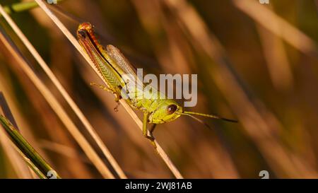 Green locust (locusta), in profile, sitting on a blade of grass in the sunlight, Strofilia biotope, wetlands, Kalogria, Peloponnese, Greece Stock Photo