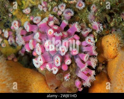 Pink jewel anemone (Corynactis viridis) Sea anemone. Dive site Maharees Islands, Castlegregory, Co. Kerry, Irish Sea, North Atlantic, Ireland Stock Photo