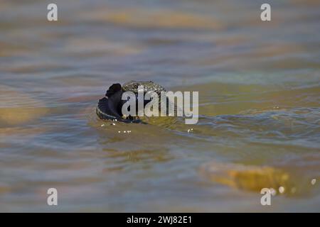 Dice snake (Natrix tessellata) on its way to the shore with preyed round goby (Neogobius melanostomus), Danube Delta Biosphere Reserve, Romania Stock Photo