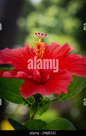 Red hibiscus tropical flower close up in bloom decorative plant Trinidad and Tobago Stock Photo