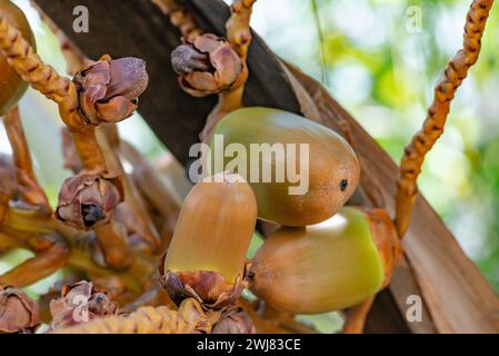 Baby coconut bunch on tree small growing young fruit undeveloped starting to grow Stock Photo