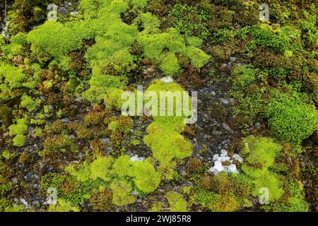 Natural moss on a rock wall. Green moss pattern. Stock Photo