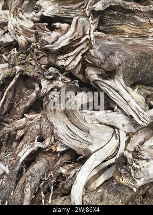 Tree roots at the bottom of a fallen tree form various abstract type designs. Stock Photo