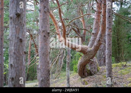 Old twisted pine tree. Closeup of twisted pine tree trunk. Stock Photo