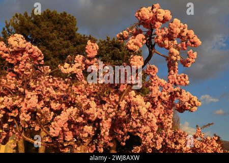 337 Kanzan cherry tree -Prunus serrulata- crowded with deep-pink flowers under the warm light of sunset, Kej Makedonija. Ohrid-North Macedonia. Stock Photo