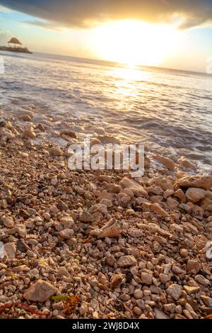 Shells and rocks on a beach at sunrise. Stock Photo
