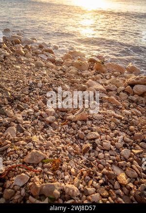 Shells and rocks on a beach at sunrise. Stock Photo