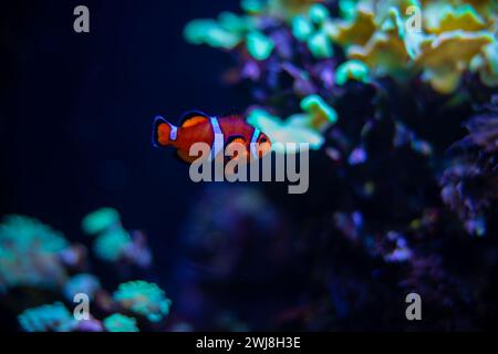 Reef tank filled with water for keeping live underwater animals. A clownfish anemonefish swimming peacefully with corals and anemone Stock Photo