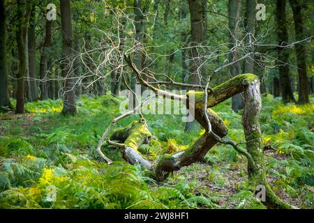 Diersfordter WaldDer Diersfordter Wald, nördlich von Wesel, Naturschutzgebiet, entstanden durch eiszeitliche Sanddünen, NRW, Naturpark Hohe Mark Westmünsterland, Diersforter Wald *** Diersfordter WaldThe Diersfordter Wald, north of Wesel, nature reserve, formed by glacial sand dunes, NRW, Hohe Mark Westmünsterland Nature Park, Diersforter Wald Stock Photo