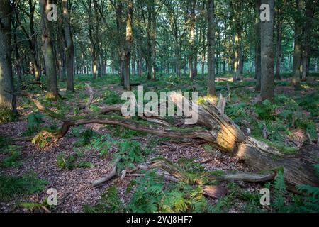 Diersfordter WaldDer Diersfordter Wald, nördlich von Wesel, Naturschutzgebiet, entstanden durch eiszeitliche Sanddünen, NRW, Naturpark Hohe Mark Westmünsterland, Diersforter Wald *** Diersfordter WaldThe Diersfordter Wald, north of Wesel, nature reserve, formed by glacial sand dunes, NRW, Hohe Mark Westmünsterland Nature Park, Diersforter Wald Stock Photo