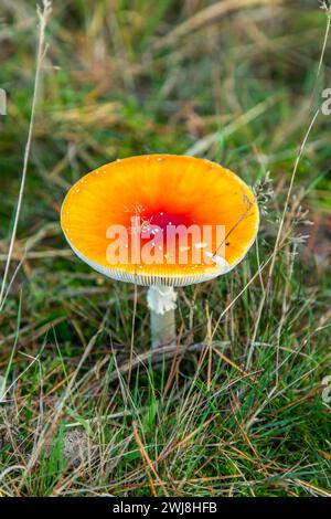 Diersfordter WaldDer Diersfordter Wald, nördlich von Wesel, Naturschutzgebiet, entstanden durch eiszeitliche Sanddünen, Fliegenpilz, NRW, Naturpark Hohe Mark Westmünsterland, Diersforter Wald *** Diersfordter WaldThe Diersfordter Wald, north of Wesel, nature reserve, formed by glacial sand dunes, fly agaric, NRW, Hohe Mark Westmünsterland Nature Park, Diersforter Wald Stock Photo