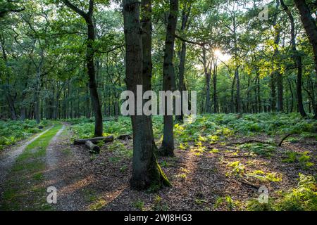 Diersfordter WaldDer Diersfordter Wald, nördlich von Wesel, Naturschutzgebiet, entstanden durch eiszeitliche Sanddünen, NRW, Naturpark Hohe Mark Westmünsterland, Diersforter Wald *** Diersfordter WaldThe Diersfordter Wald, north of Wesel, nature reserve, formed by glacial sand dunes, NRW, Hohe Mark Westmünsterland Nature Park, Diersforter Wald Stock Photo