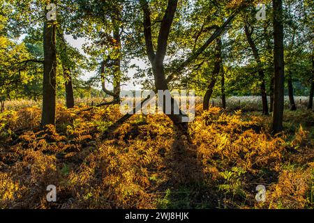 Diersfordter WaldDer Diersfordter Wald, nördlich von Wesel, Naturschutzgebiet, entstanden durch eiszeitliche Sanddünen, NRW, Naturpark Hohe Mark Westmünsterland, Diersforter Wald *** Diersfordter WaldThe Diersfordter Wald, north of Wesel, nature reserve, formed by glacial sand dunes, NRW, Hohe Mark Westmünsterland Nature Park, Diersforter Wald Stock Photo