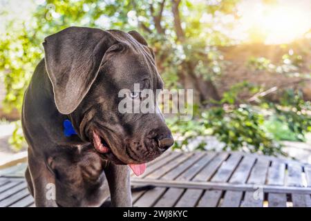 Black Boerboel puppy on the porch outdoors in the back garden at sunset. Boerboel is a South African breed of large dog of mastiff type, used as a fam Stock Photo